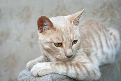 Tawny cat Stock Photos