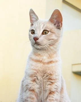 Tawny cat Stock Photos