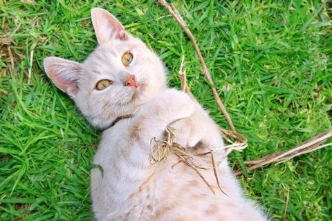 Tawny cat Stock Photos