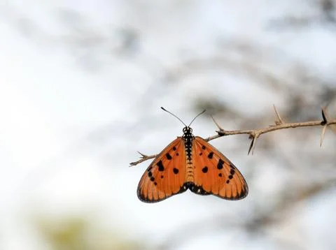 Tawny Coaster Stock Photos