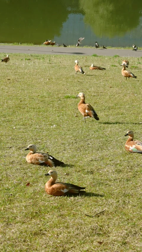 Tawny ducks resting and slow walking on grassy pond bank under soft daylight wit Stock Footage 345419957