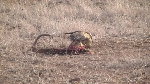 Tawny Eagle (Aquila rapax) eating male Impala carcass 스톡 동영상 80367684