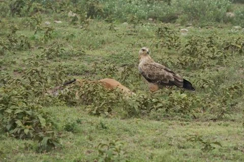 Tawny eagle with carrion eating impala Aquila rapax bird of prey Stock Photos