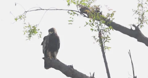 Tawny Eagle dive bombed by bold shrike; detailed slow motion raptor mobbing Vídeos de archivo 343897046