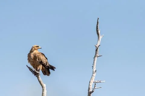 Tawny Eagle in Etosha Stock Photos