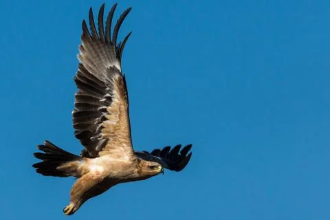 Tawny Eagle in Flight Stock Photos
