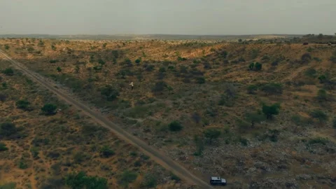 Tawny eagle flying over the Thar Desert in Sindh Stock Footage 342483734