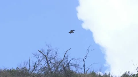 Tawny Eagle Vídeos de archivo 22321349