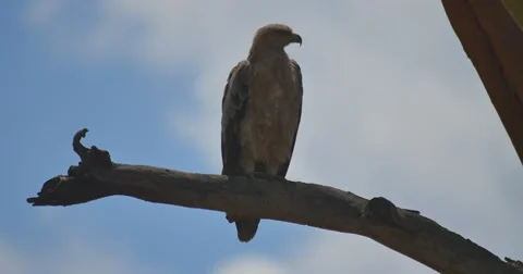 Tawny Eagle Stock Footage 60382840