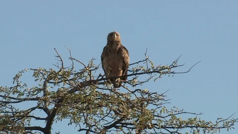 Tawny eagle Video stock 105325705
