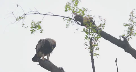 Tawny Eagle looking down from dead limb; detailed slow motion raptor head turns Stock Footage 343914877