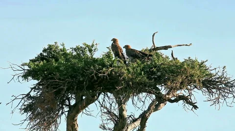 Tawny Eagle, Masai Mara Video stock 54360683