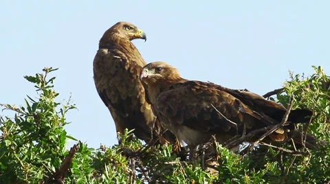 Tawny Eagle, Masai Mara Video stock 54423323
