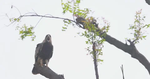 Tawny Eagle opening wide beak in yawn on dead limb; slow motion resting raptor Stock Footage 343896941