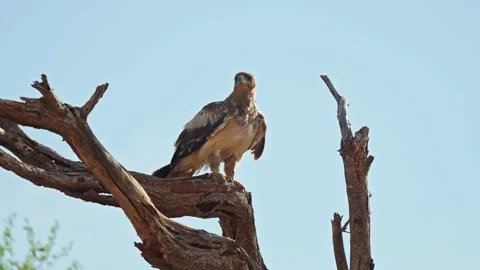 Tawny Eagle Perched on Dead Acacia Branch in Samburu Stock Footage 327830835