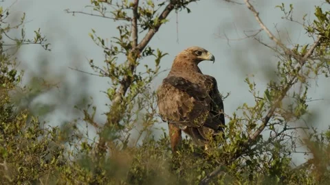 Tawny Eagle perched on tree in Natural Environment Stock Footage 154174351