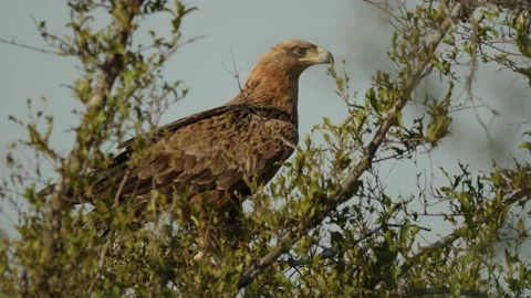 Tawny Eagle perched on tree in Natural Environment Stock Footage 154175253