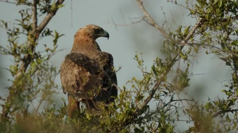 Tawny Eagle perched on tree in Natural Environment Stock Footage 154175848
