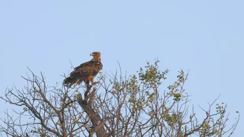 Tawny eagle perching in the top of a  tree at kruger national park Stock Footage 315498307