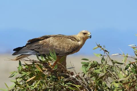 Tawny eagle Fotos Stock
