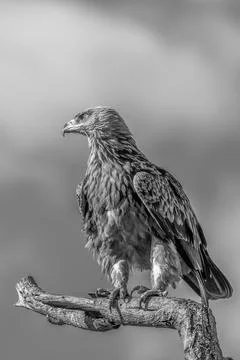 Tawny Eagle Stock Photos