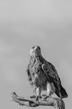 Tawny Eagle Stock Photos