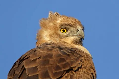 Tawny eagle Portrait of a Tawny eagle (Aquila rapax) , South Africa Copyri... Stock Photos