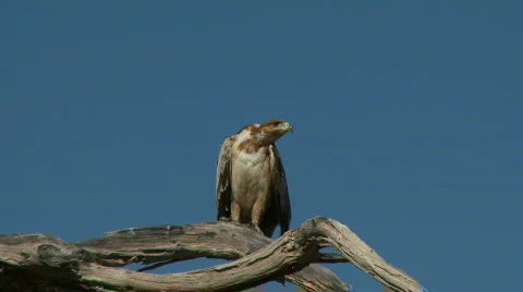 Tawny Eagle screeching 库存影片 485221