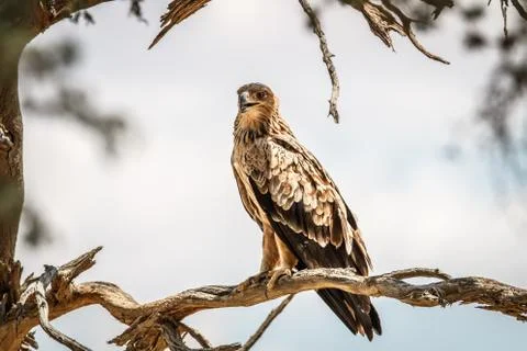 Tawny eagle sitting on a branch. Stock Photos