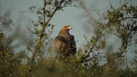 Tawny Eagle in Slow Motion Stock Footage 153923519