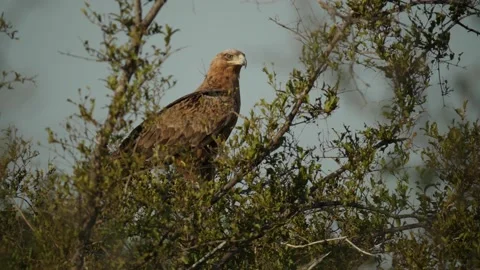 Tawny Eagle in Slow Motion Stock Footage 153924794