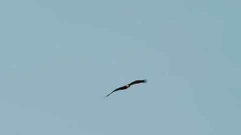 Tawny Eagle Soaring in the Blue Sky Stock Footage 154068578