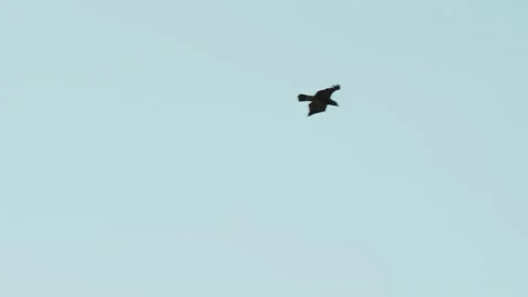 Tawny Eagle Soaring in the Blue Sky Stock Footage 154072849