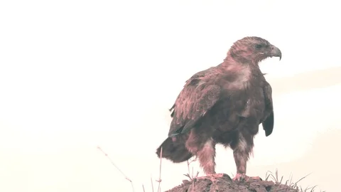 Tawny eagle standing on mud hump looking for prey in Maasai Mara Stock Footage 98353430