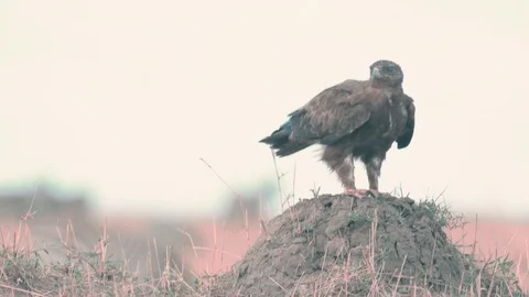 Tawny eagle standing on mud hump looking for prey in Maasai Mara Stock Footage 98353481