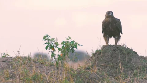 Tawny eagle standing on mud hump looking for prey in Maasai Mara Stock Footage 98353520