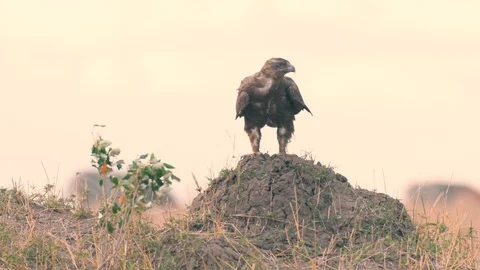 Tawny eagle standing on mud hump looking for prey in Maasai Mara Stock Footage 98353563