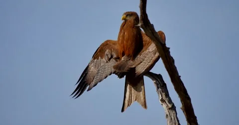 Tawny Eagle Sunning Stock Footage 60382964