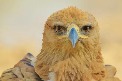 Tawny Eagle - Wild Bird Background from Africa - Stare of Golden Beauty and Pier Stock Photos