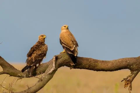 Tawny Eagles Stock Photos