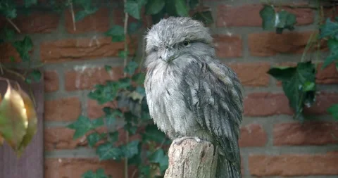 Tawny Frogmouth sitting on tree trunk in front of a red brick wall Stock Footage 280466495