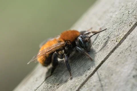 Tawny mining bee close up Stock Photos