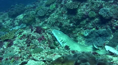 Tawny nurse shark (Nebrius ferrugineus) laying then starting swimming Stock Footage