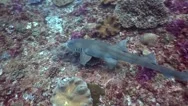 Tawny Nurse Shark (Nebrius Ferrugineus) Swimming Over Coral Reef Stock Footage