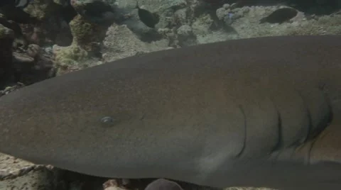 Tawny Nurse Shark swims directly at camera Stock Footage