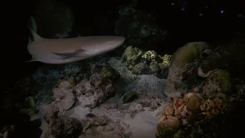 Tawny nurse sharks - Nebrius ferrugineus swims over the coral bottom in the Stock Footage