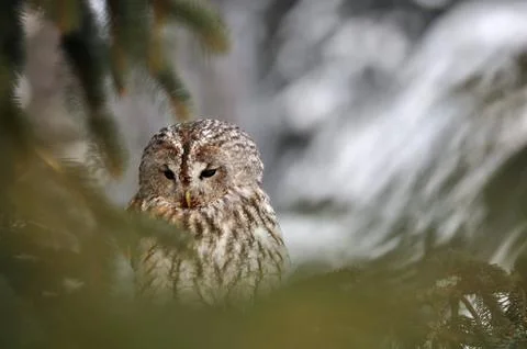 Tawny Owl behind coniferous tree 스톡 사진