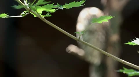 Tawny Owl Stock Footage 11864519