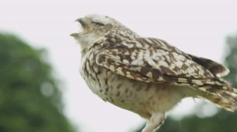 Tawny Owl Stock-Footage 32935035