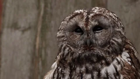 Tawny Owl Stock Footage 233915890